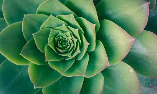Abundenta, prosperitate, oportunitati